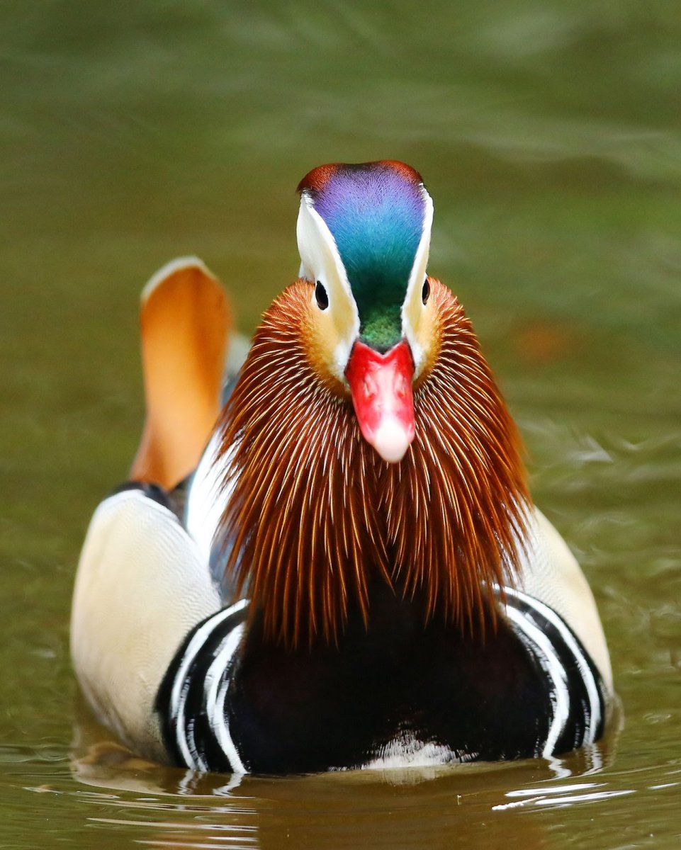 Утка Мандаринка