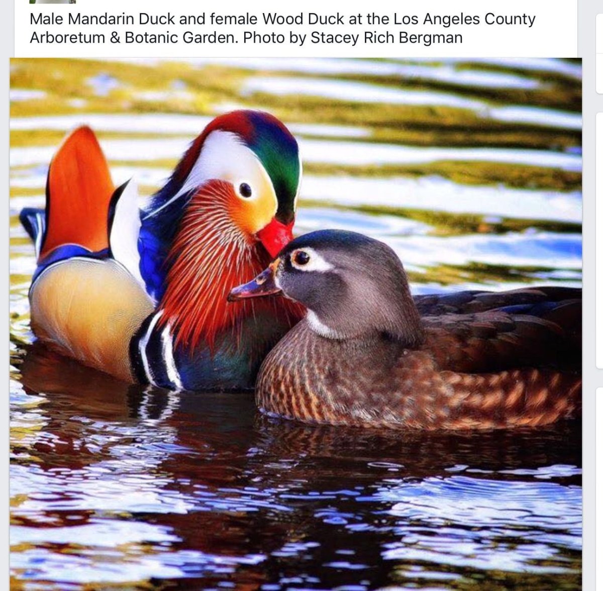 Самец утки мандаринки