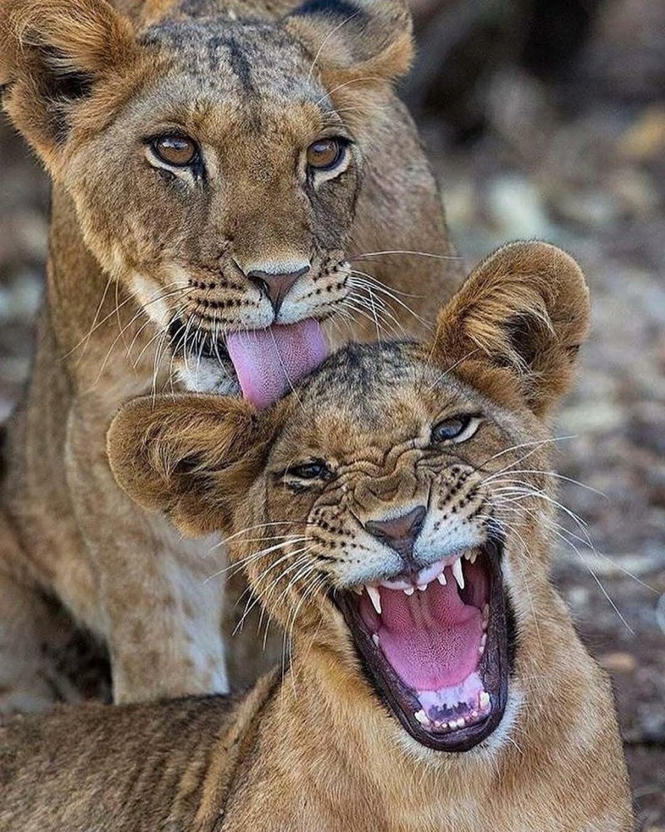 Львица облизывается