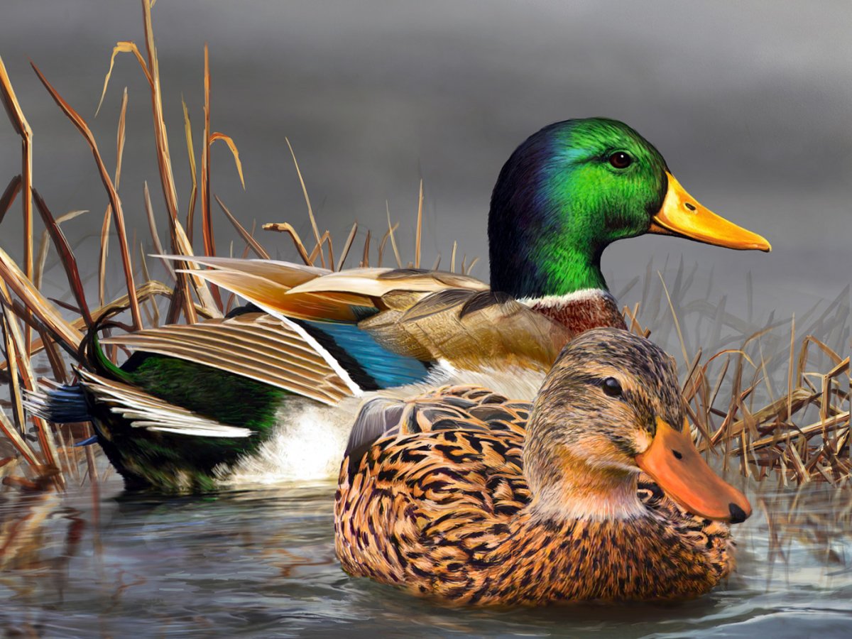 Алмазная мозаика утки