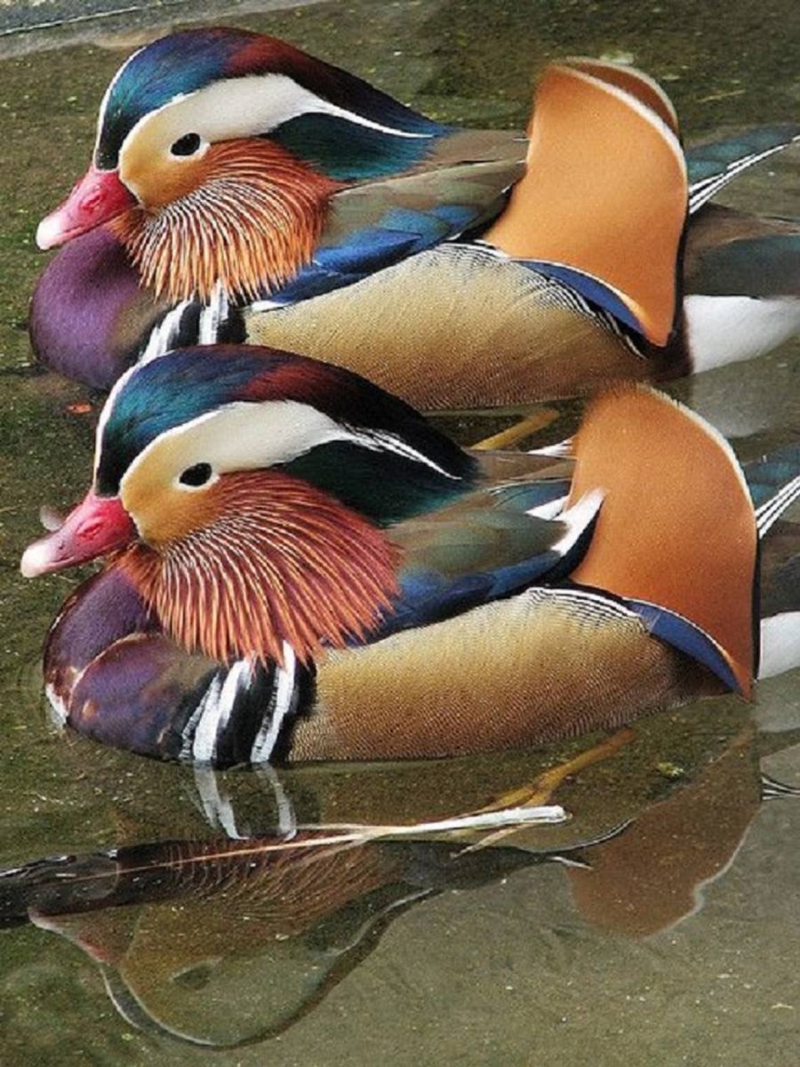 Утка Мандаринка