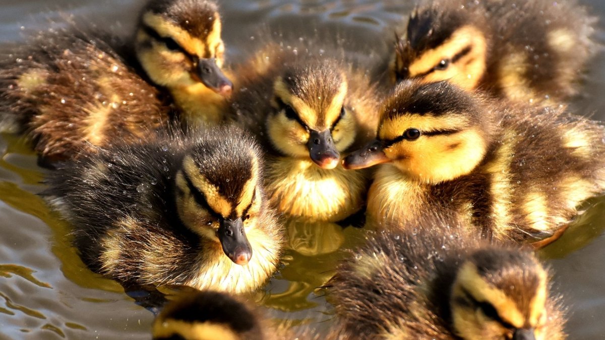 Птенцы водоплавающих птиц
