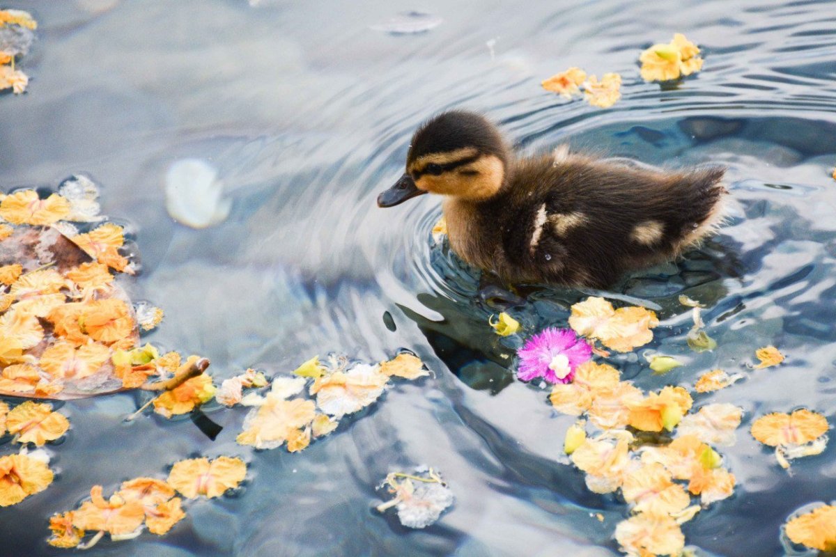 Утята в воде
