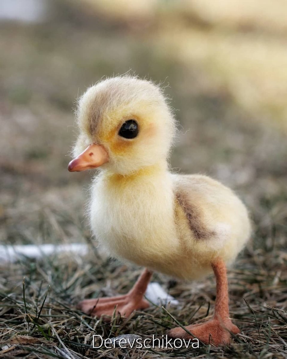 Гусенок птенец