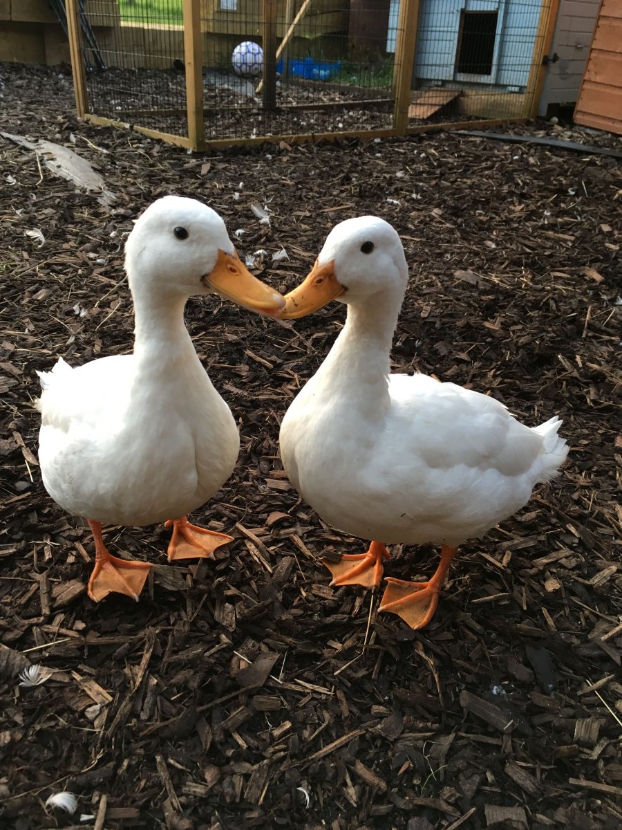 Милые белые уточки