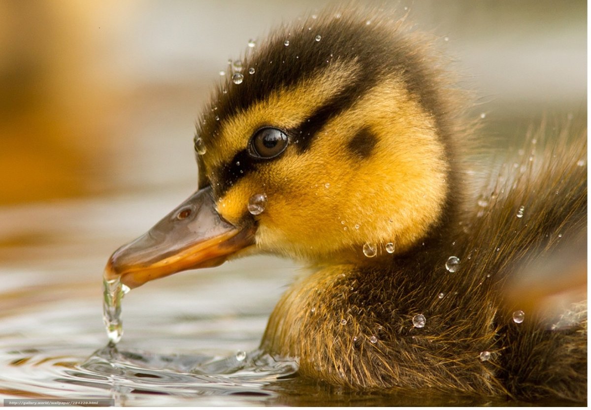 Красивые утята