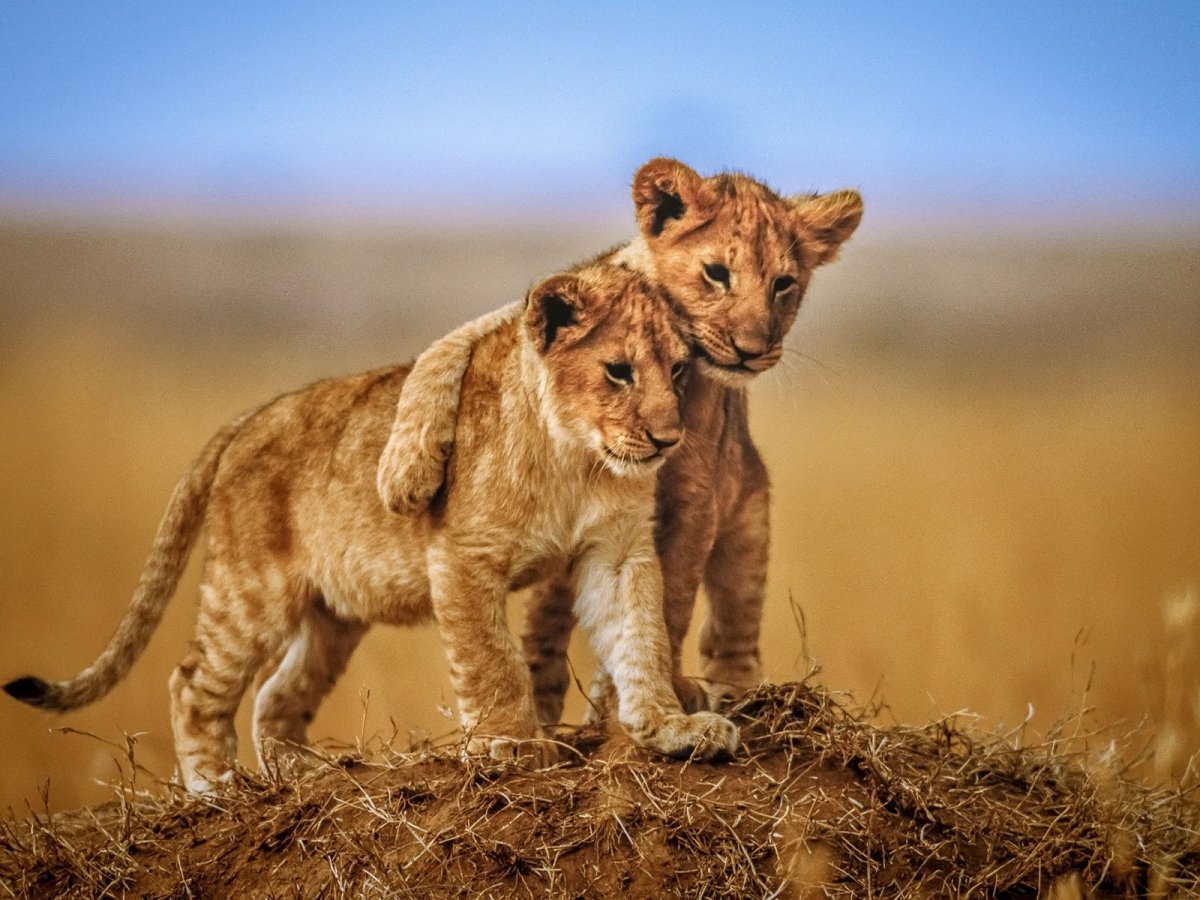 Лев львица львята Лев львы Лев