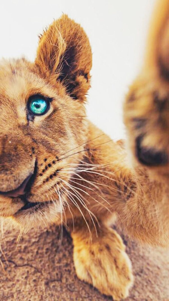 Милый Львенок