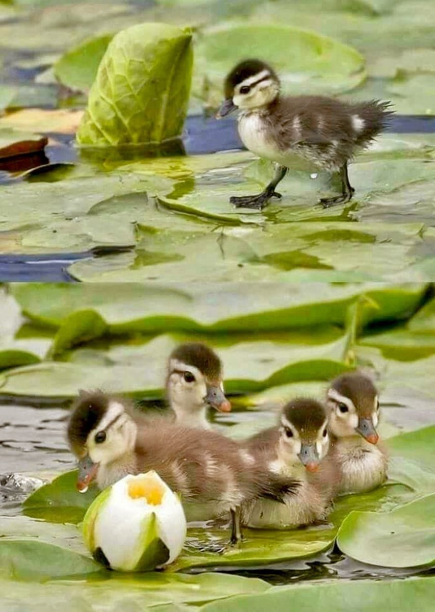 Птичка с детенышами