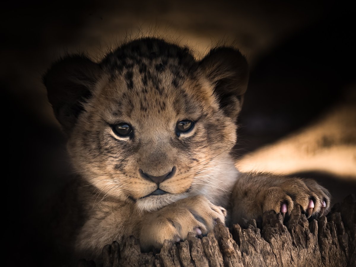 Красивый Львенок