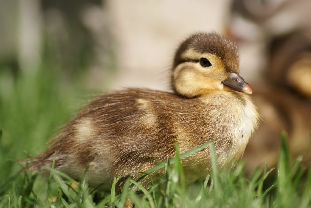 Уточка настоящая