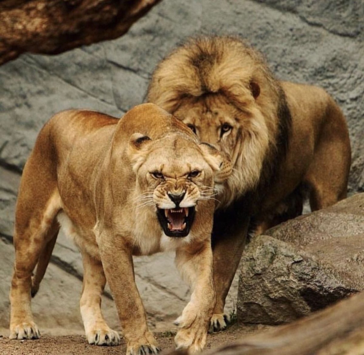 Лев и львица