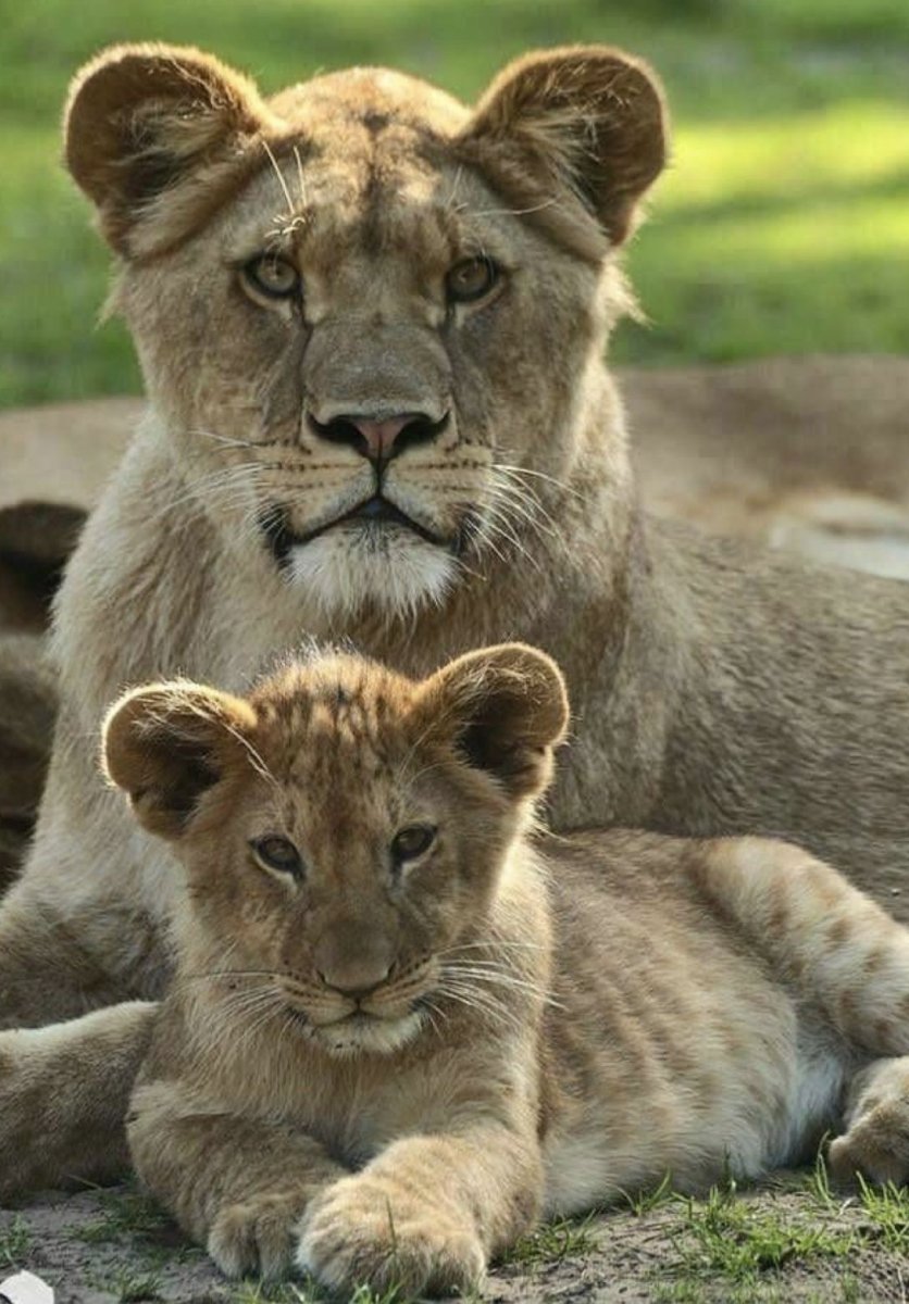 Львов львица Лев Львенок