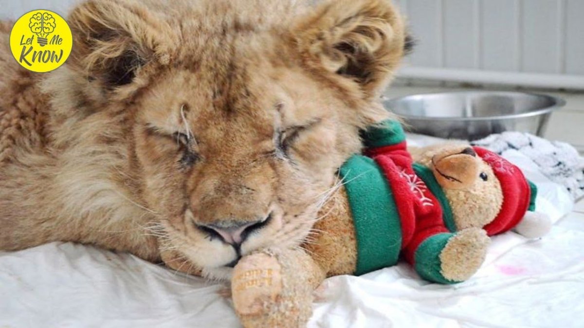 Львенок Симба Челябинск Лев