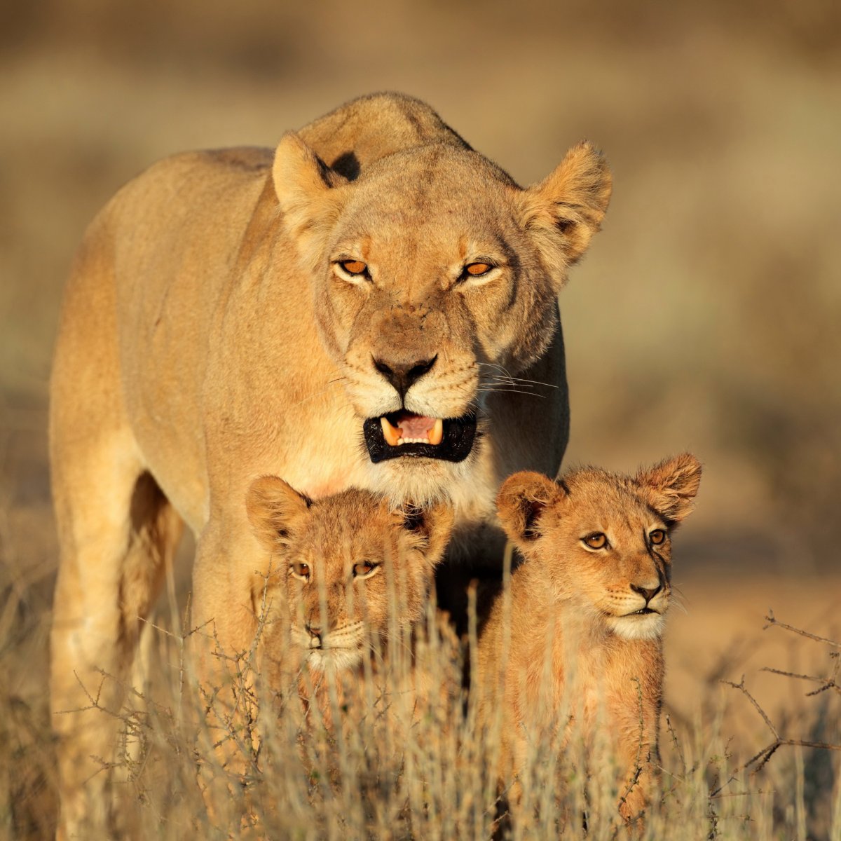 Львица и Львенок