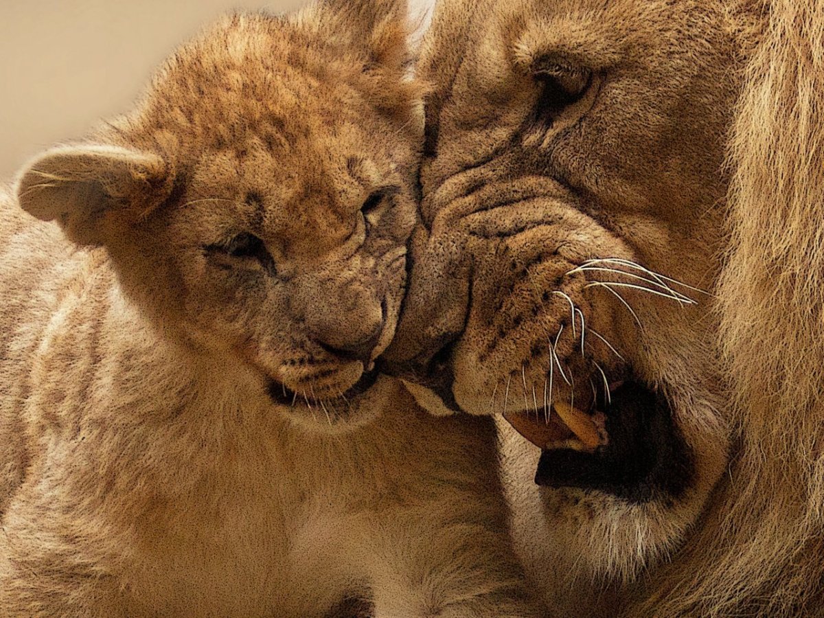 Лев львица и Львенок
