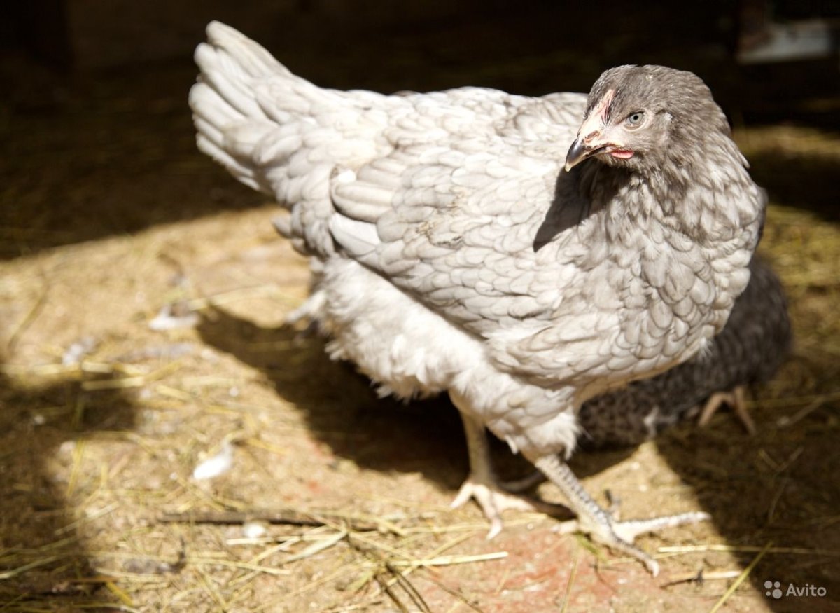 Доминант 959 крапчатый