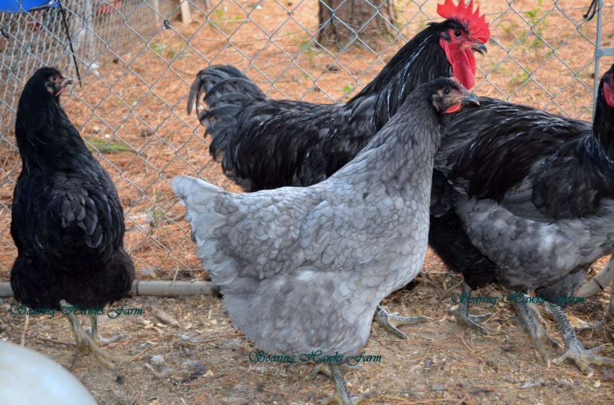 Чешский Доминант крапчатый