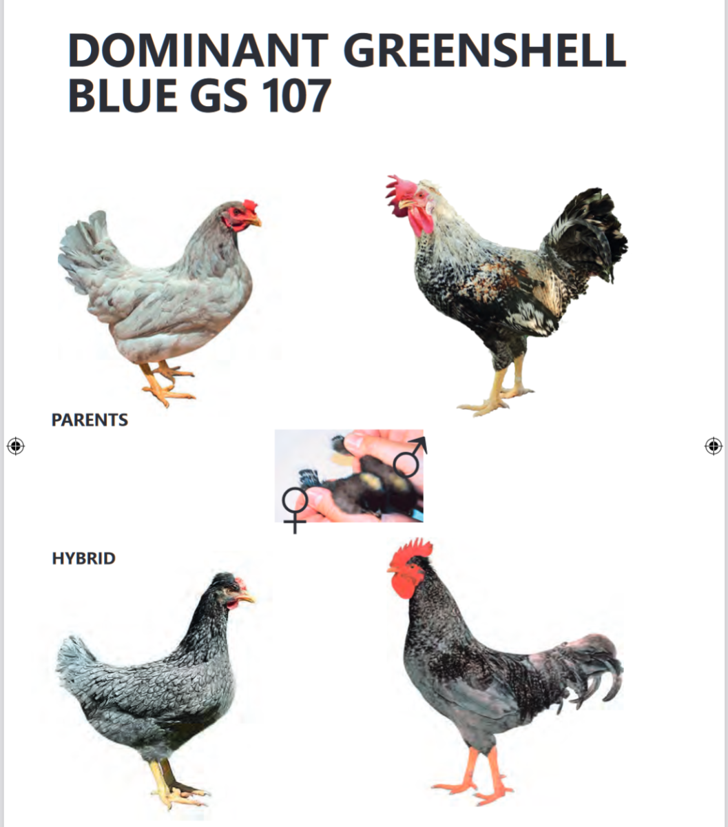 Куры несушки Доминант 107