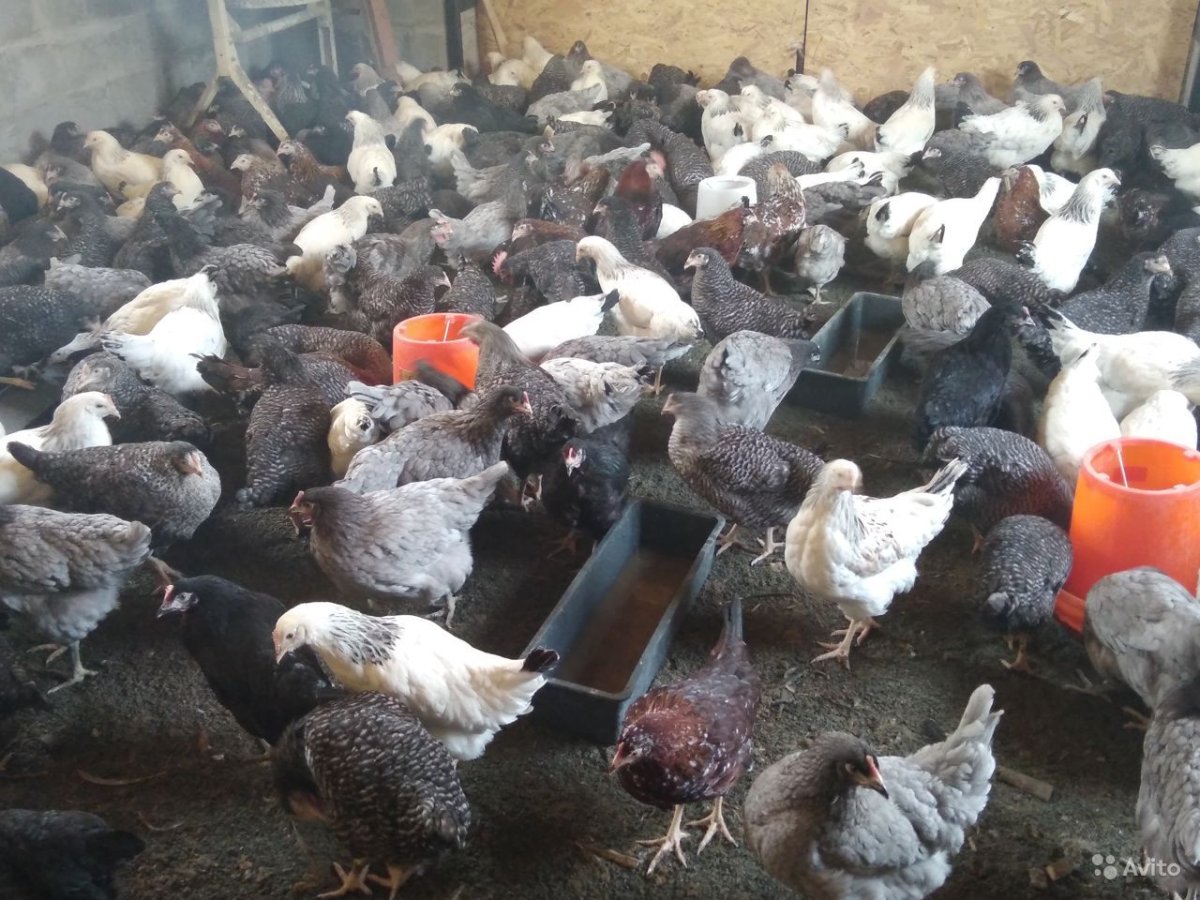 Доминант куры 104.107.149.959