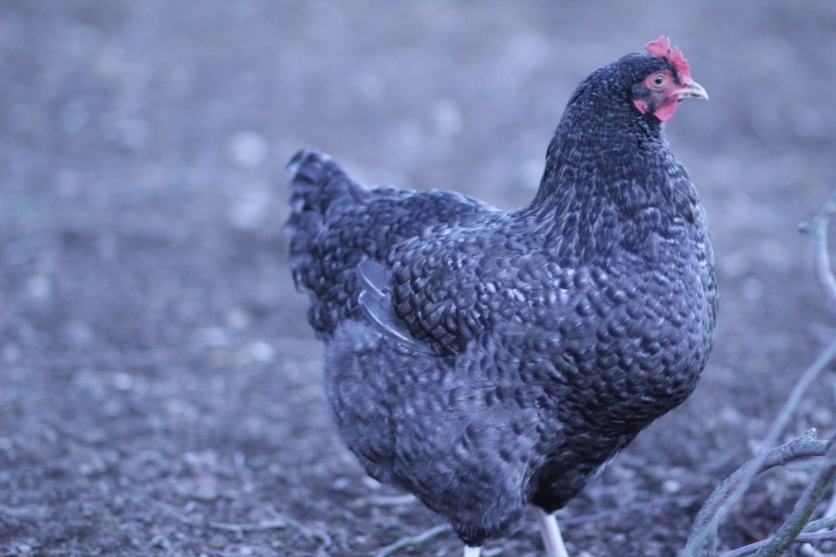 Чешский Доминант крапчатый