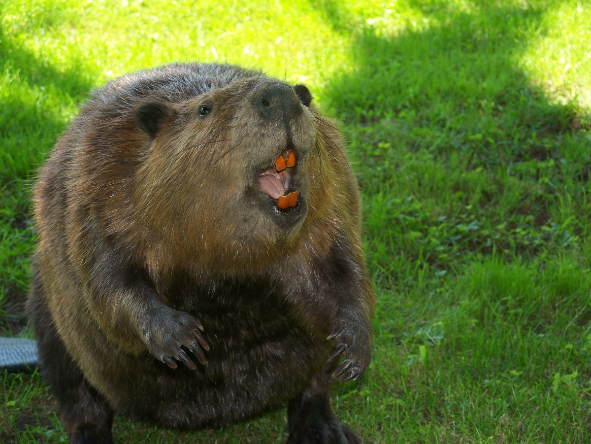 Бобер в городе