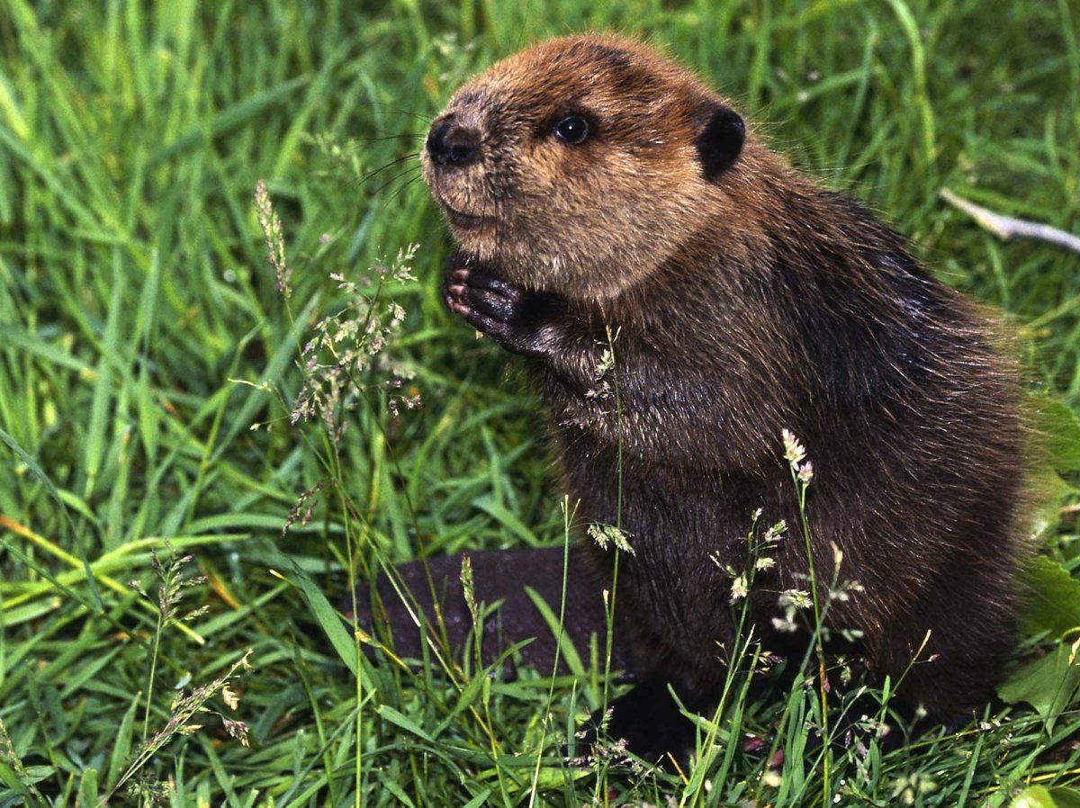 Бобр Речной обыкновенный
