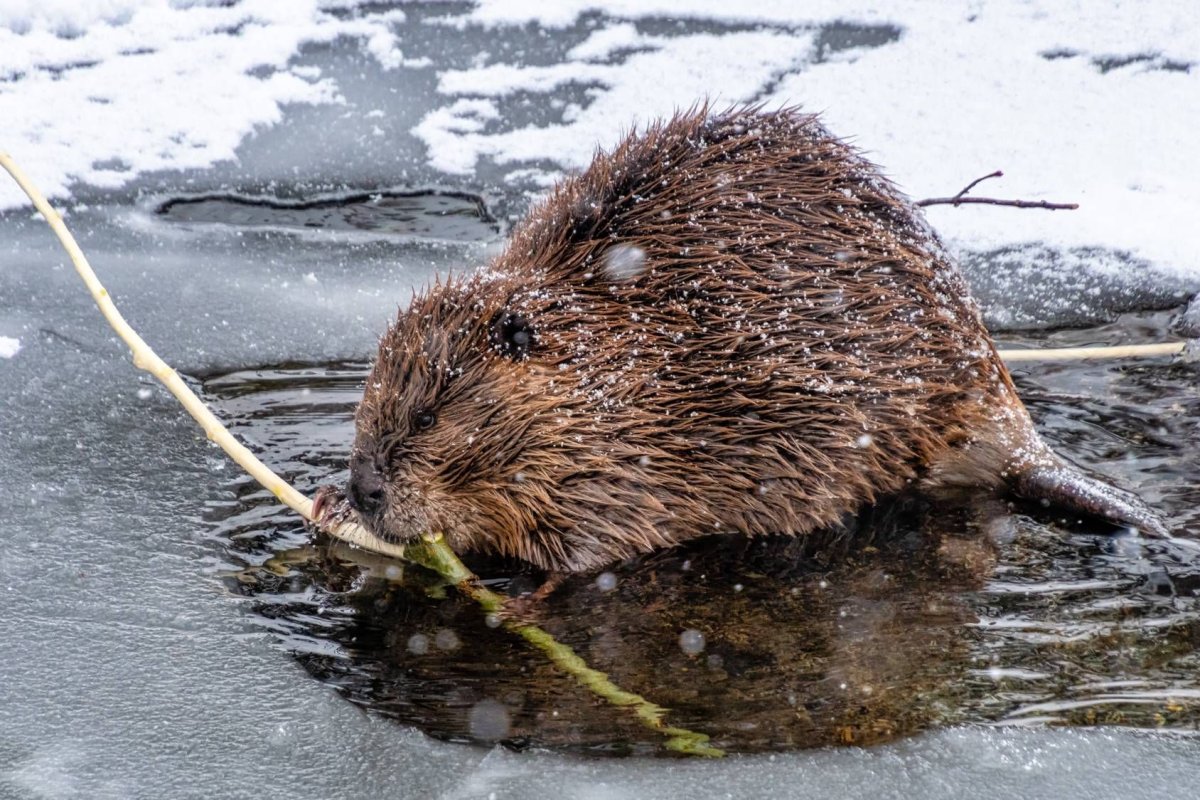 Нутрия и капибара
