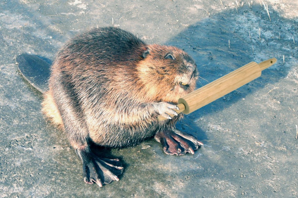 Выдра релакс