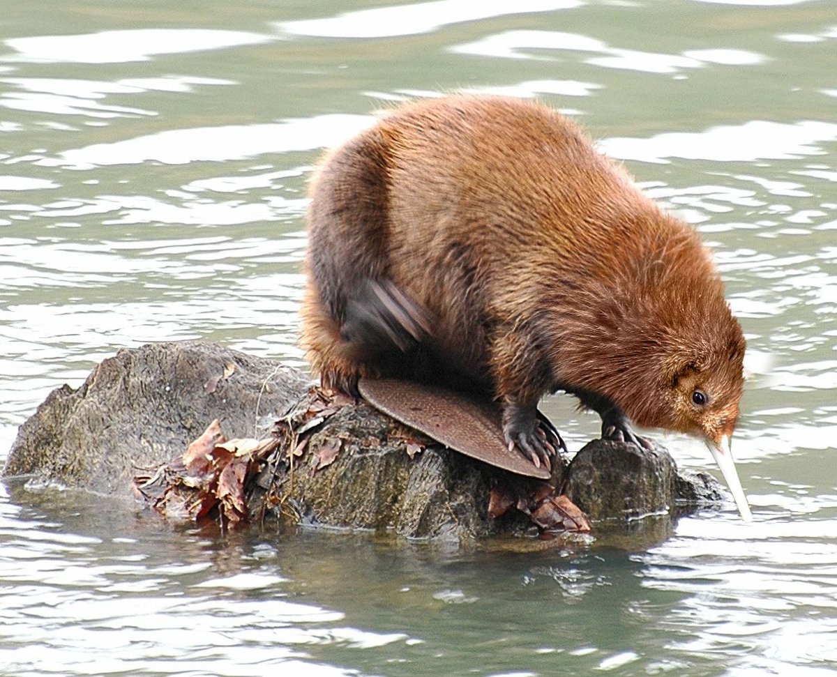 Что ест бобер