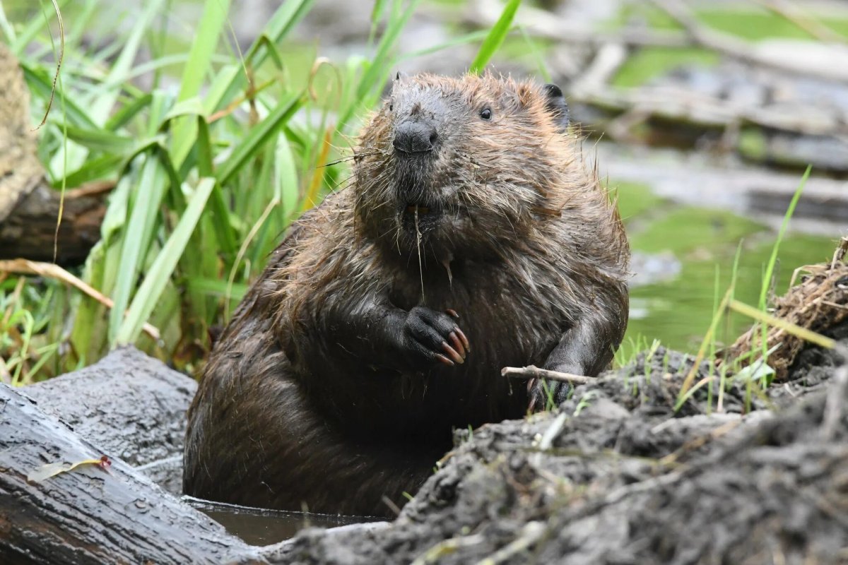 Бобер грызет дерево