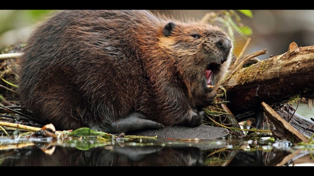Бобры в Воронежской области
