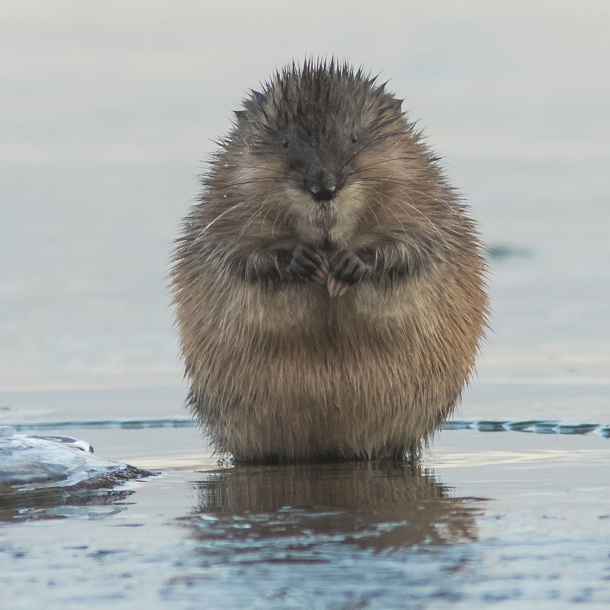Бобр Речной обыкновенный