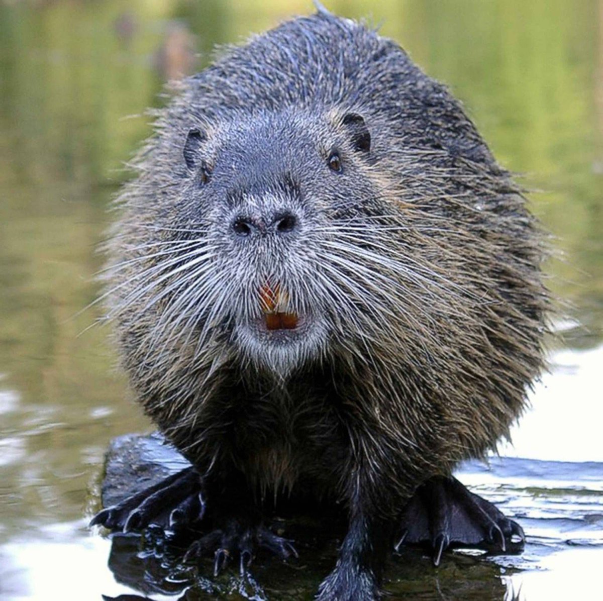 Сурок Байбак толстый