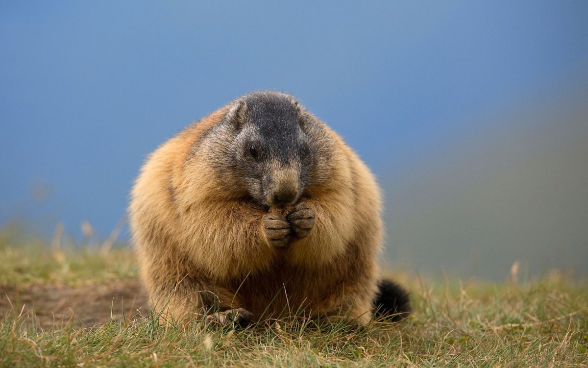 Бобриха с бобренком