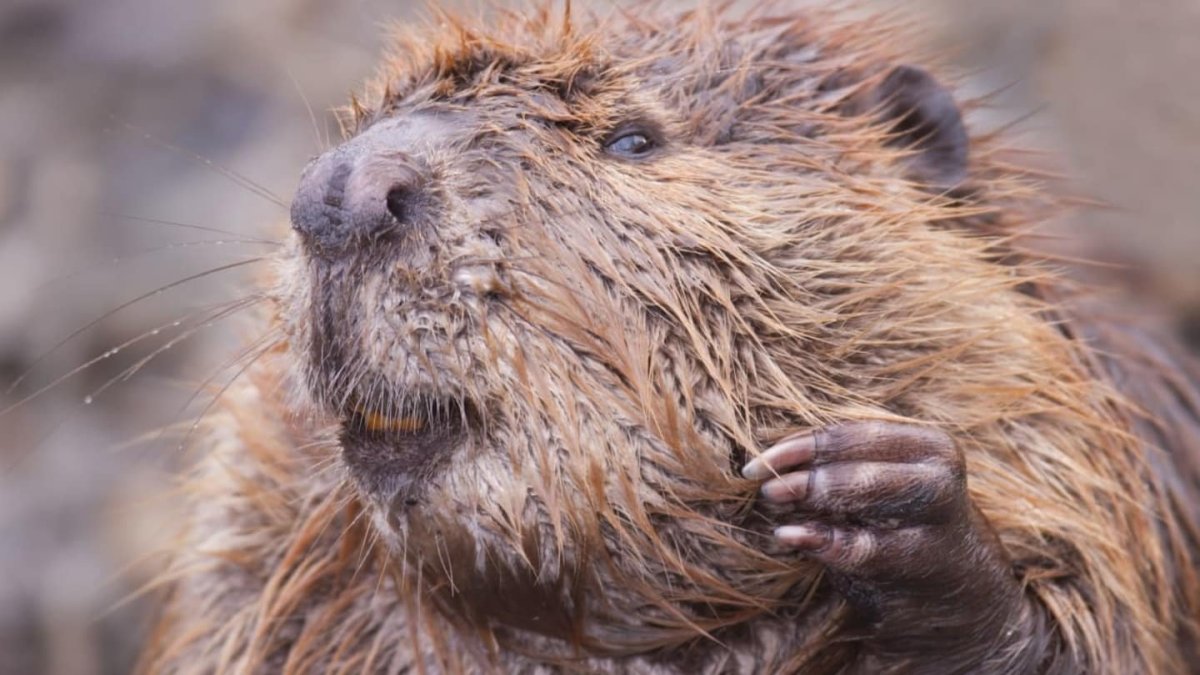 Канадский Бобр (Castor canadensis)
