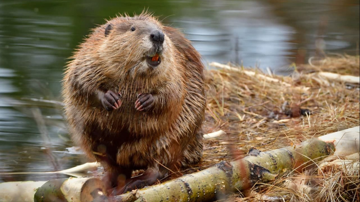 Бобр обыкновенный – Castor Fiber