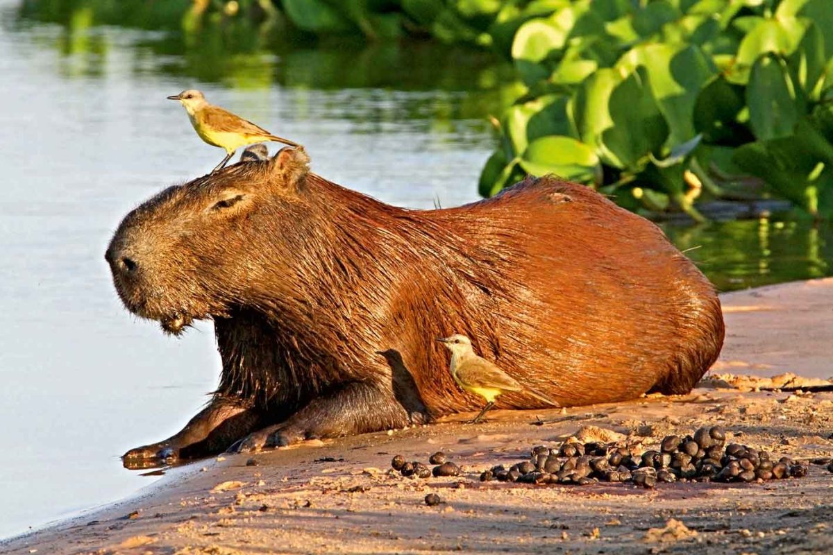 Ондатра и бобер