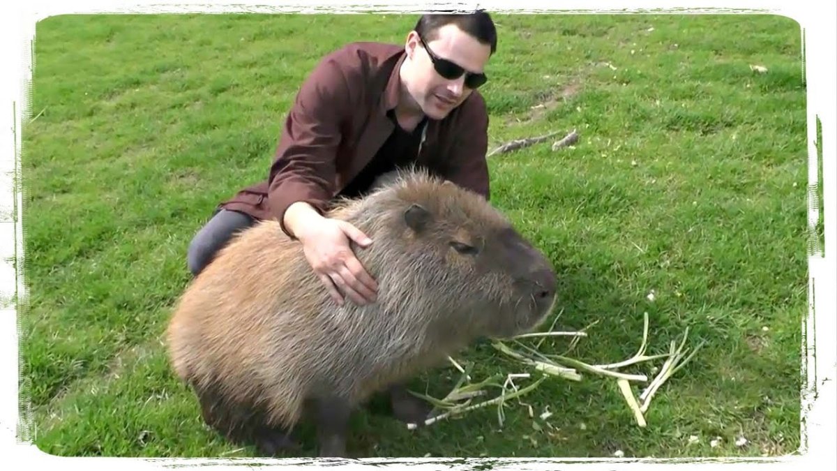 Бобр ондатра выдра