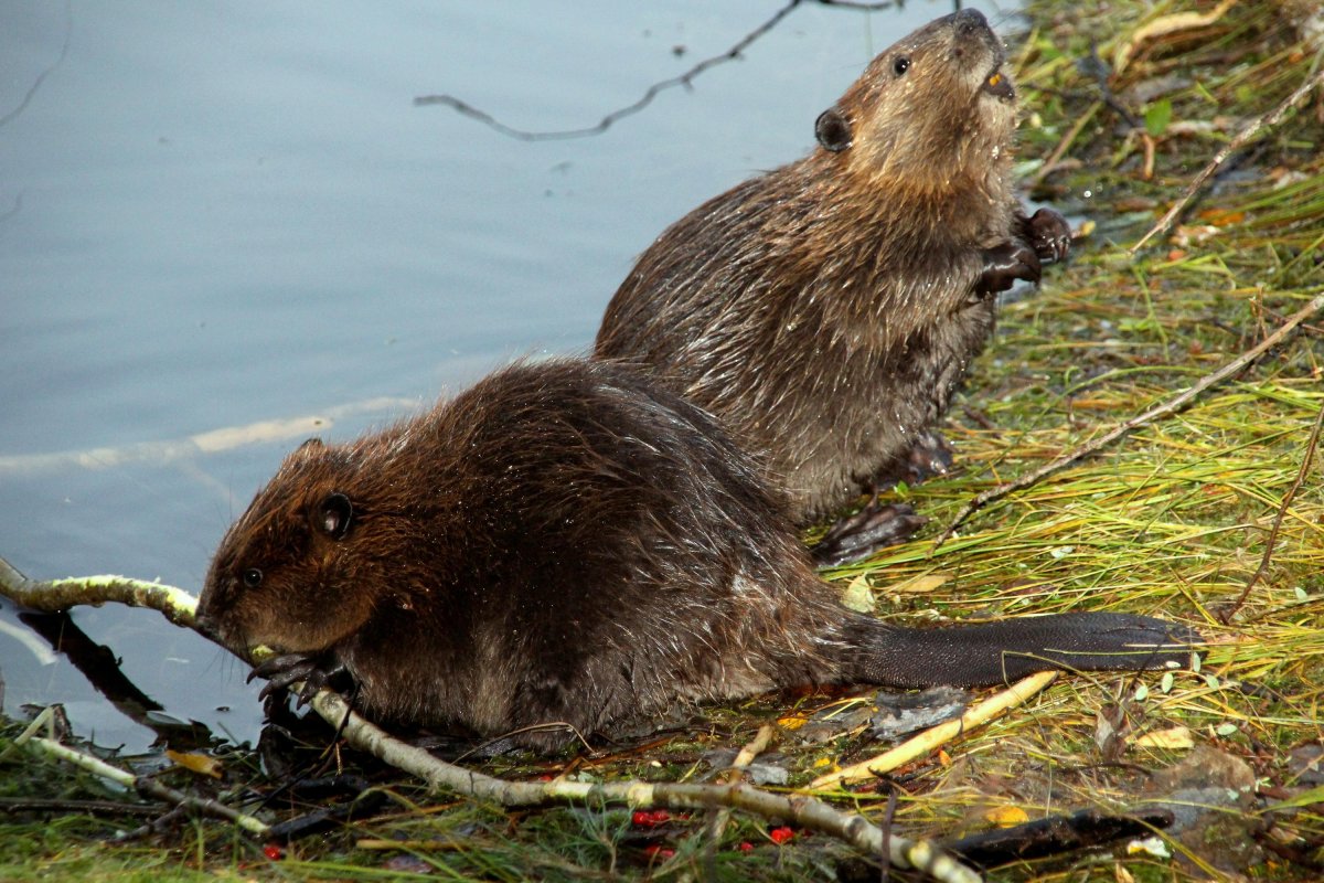 Канадский Бобр (Castor canadensis)