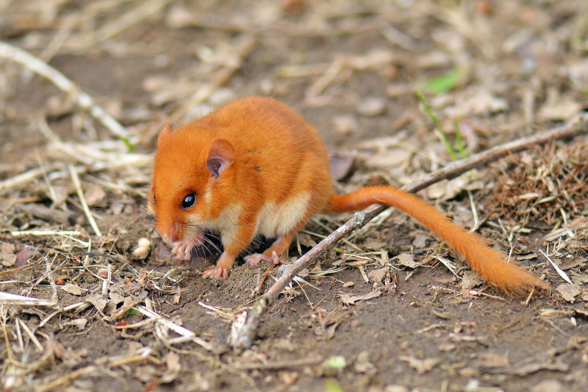 Орешниковая Соня