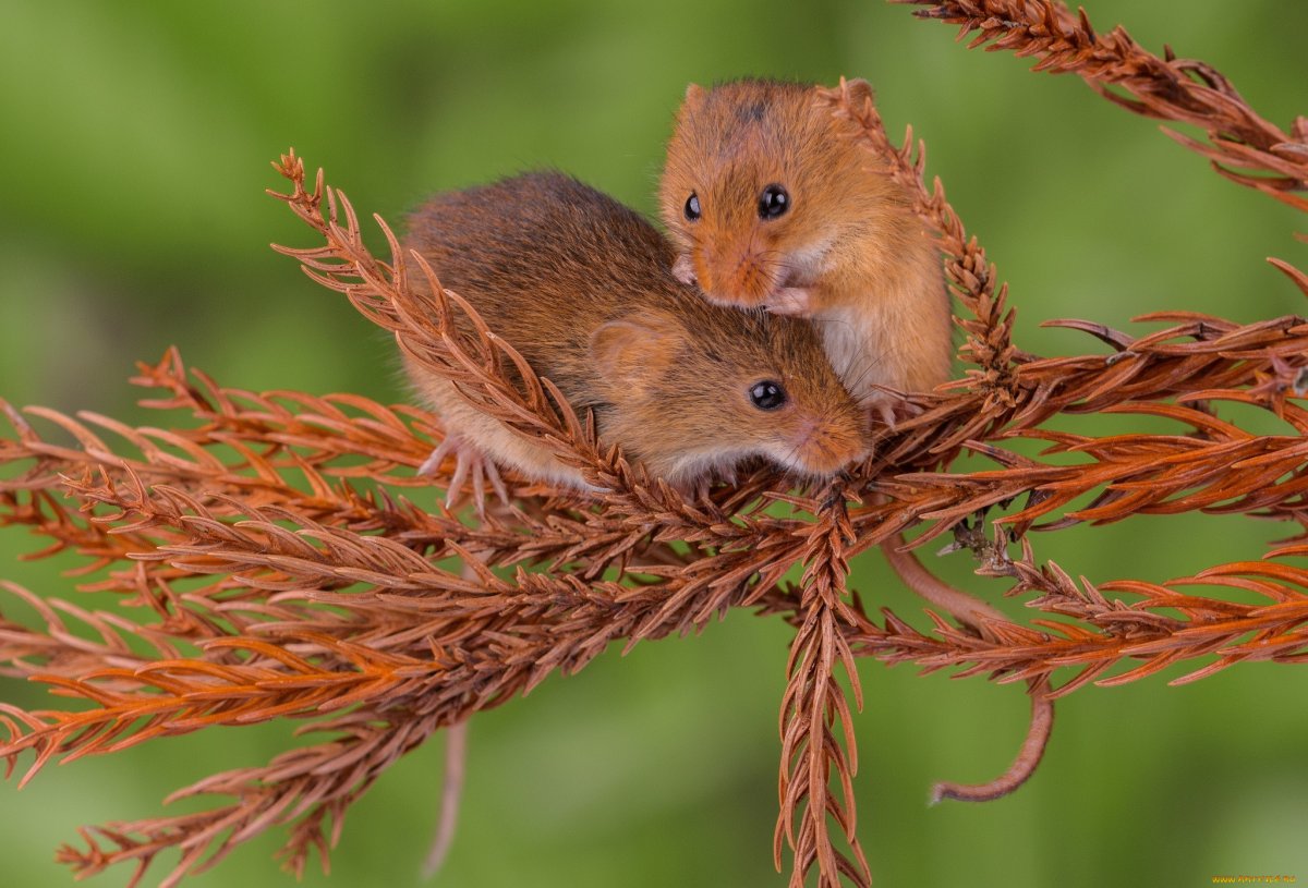 Лесная полевка