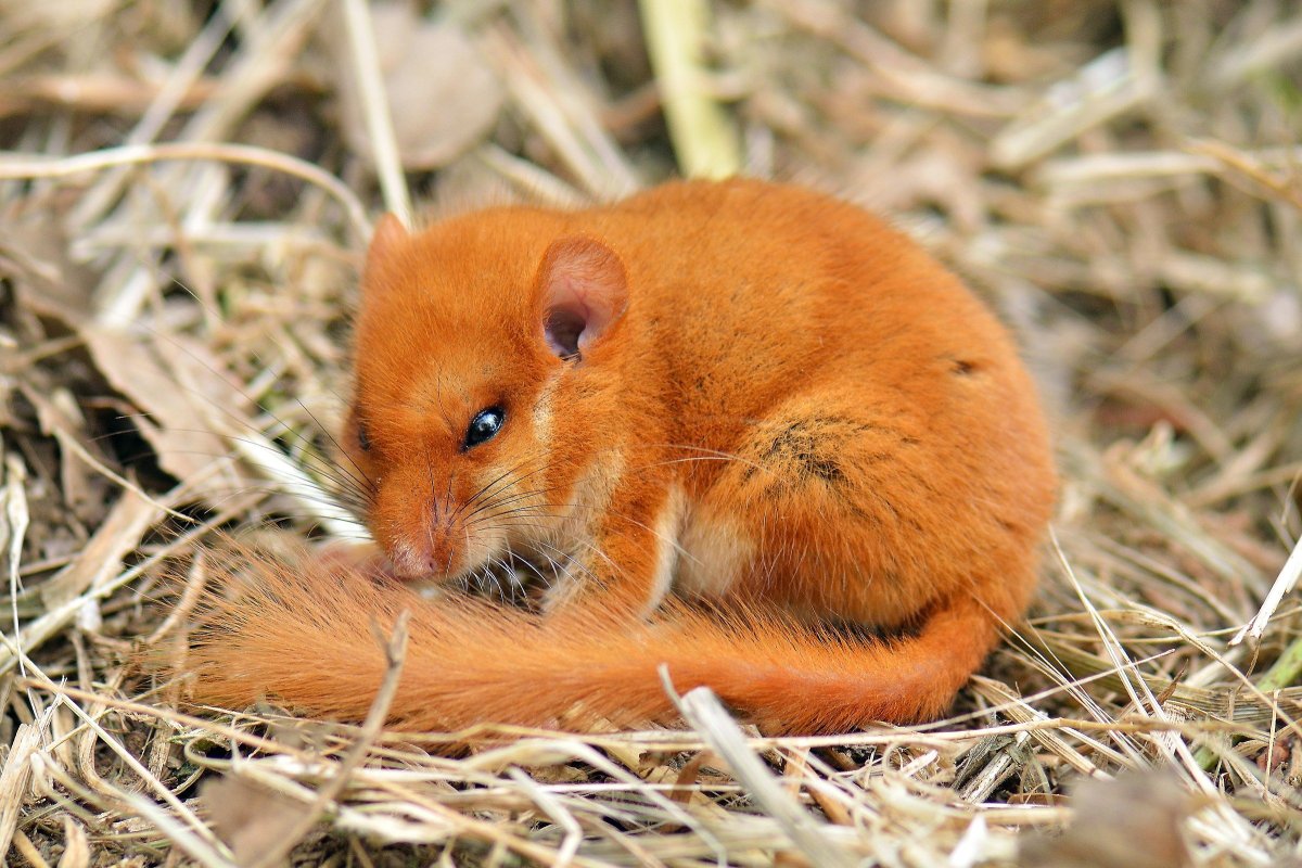 Мышь животное