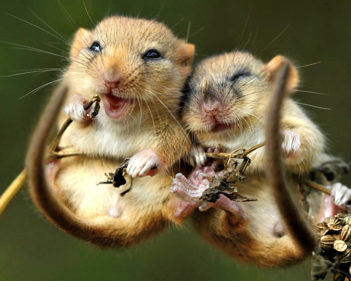 УГАРНЫЙ хомяк