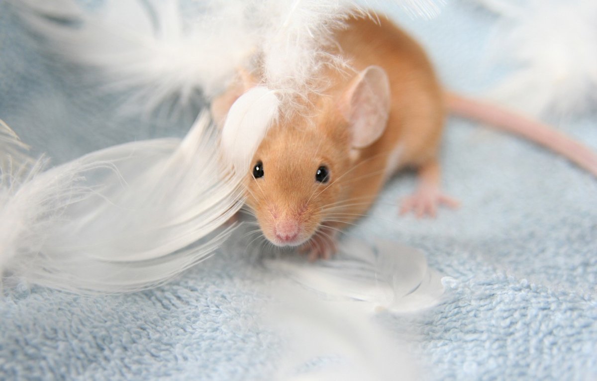 Мышь орешниковая Соня