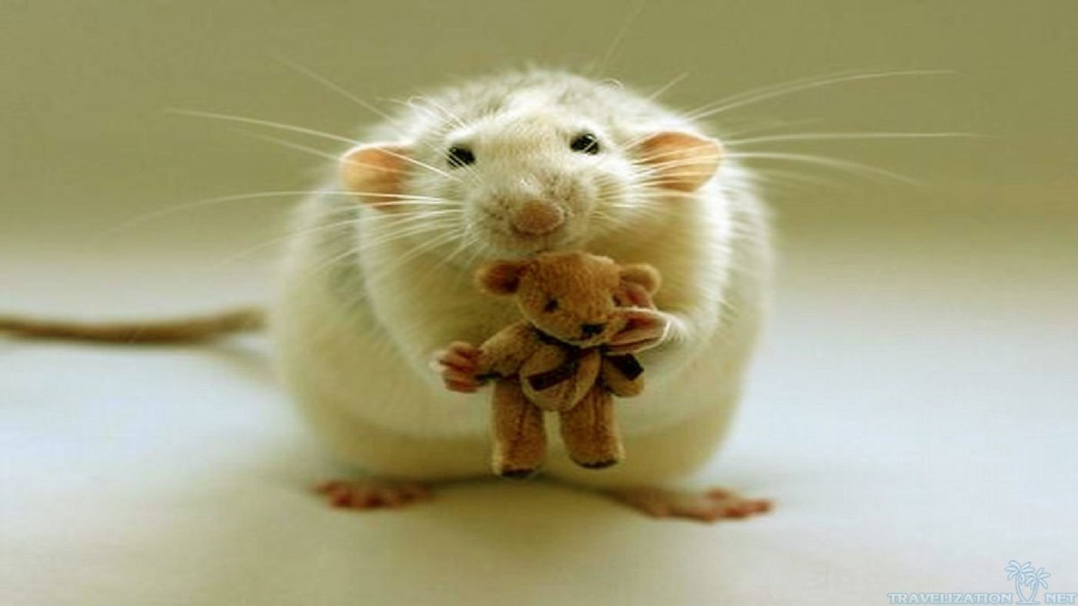 Милые мышки