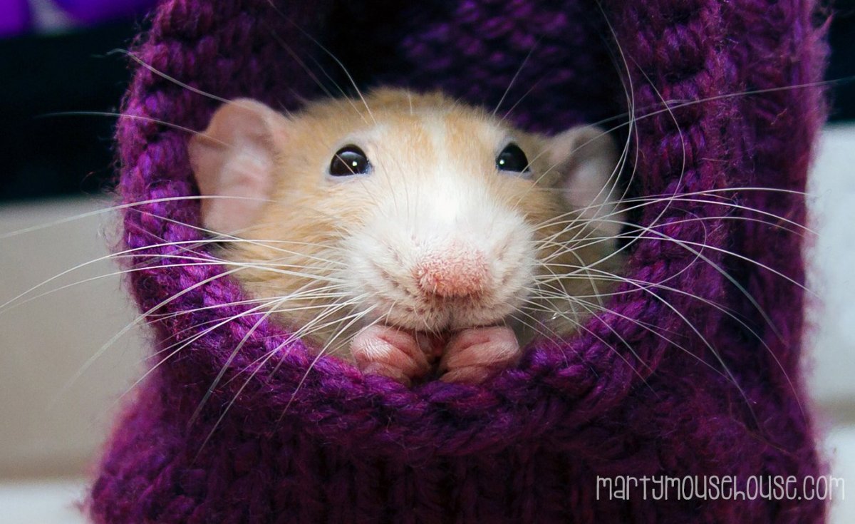 Крыса Дамбо голубая норка