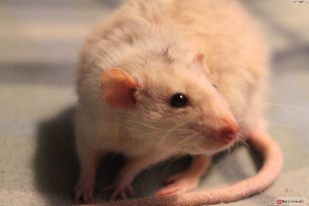 Самые милые хомяки в мире