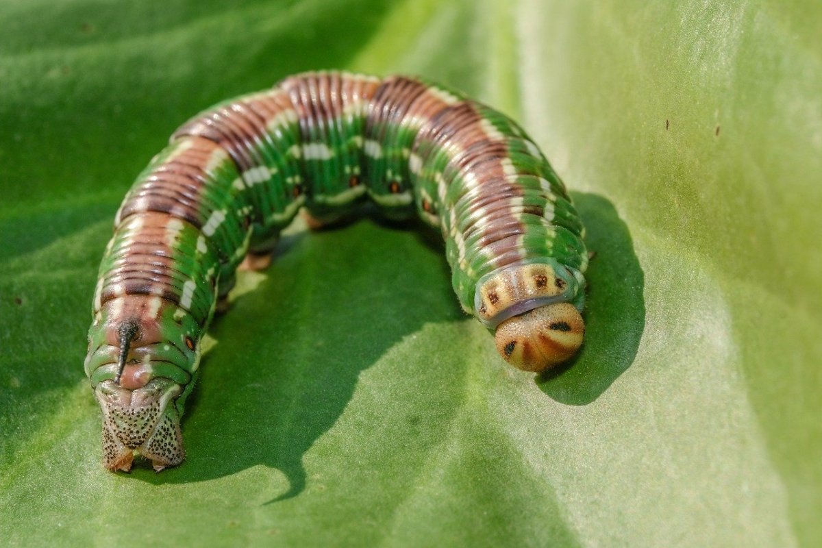 Жук ассасин