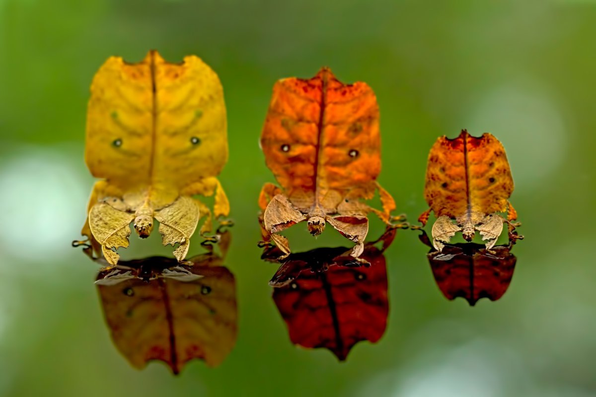 Гигантский малазийский кузнечик